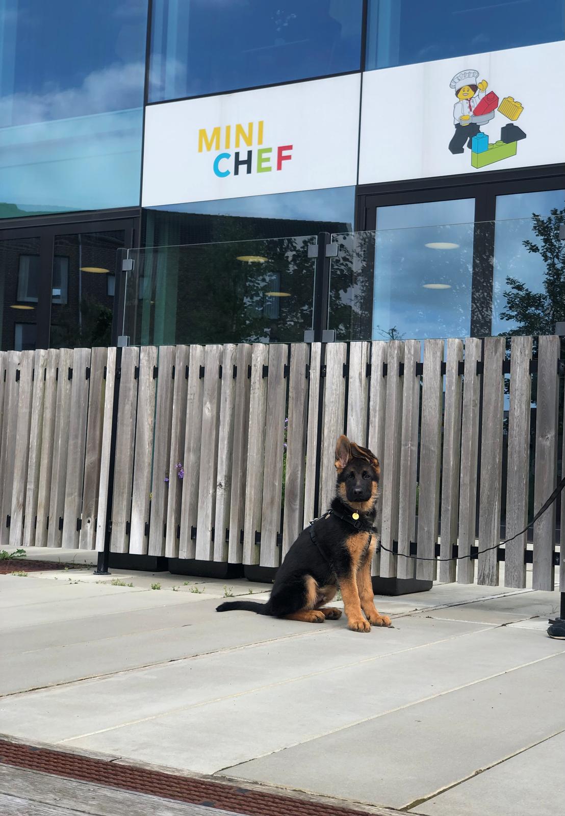 Schæferhund Chef billede 10