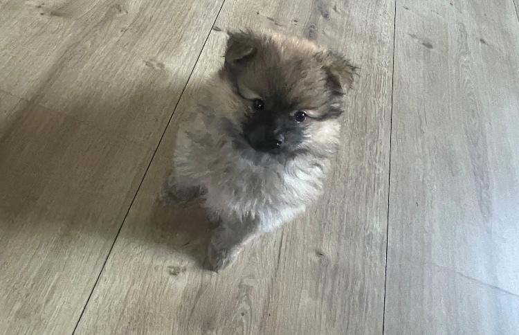 Pomeranian Noona billede 1