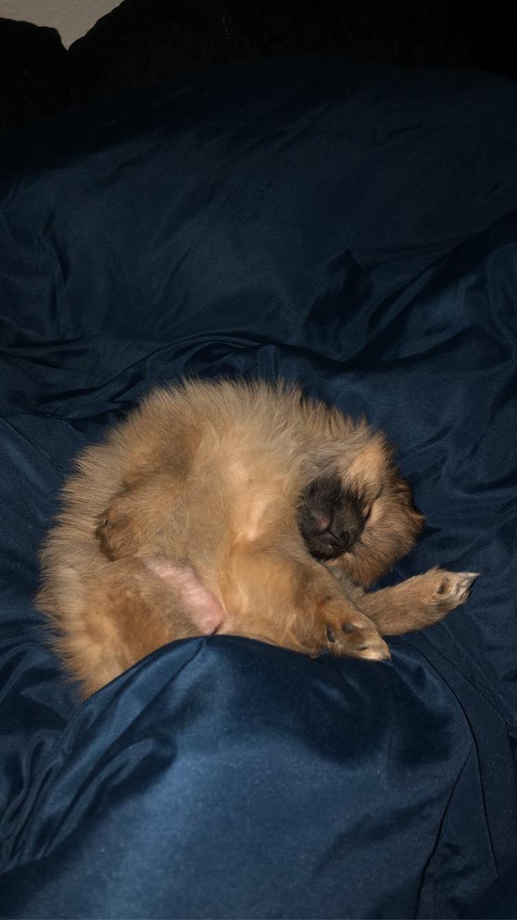 Pomeranian Noona billede 6