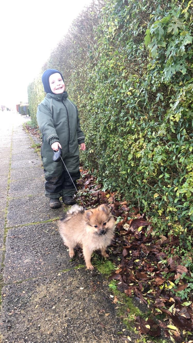 Pomeranian Noona billede 9