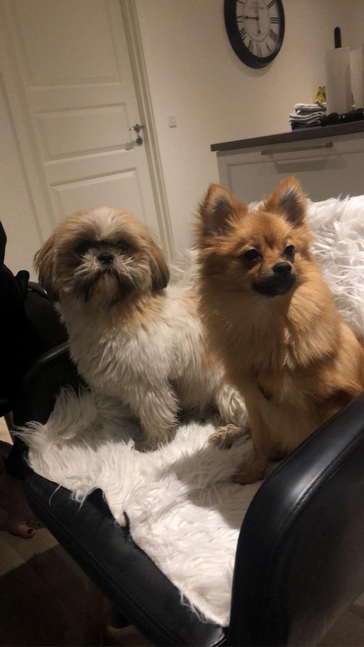 Pomeranian Noona billede 21