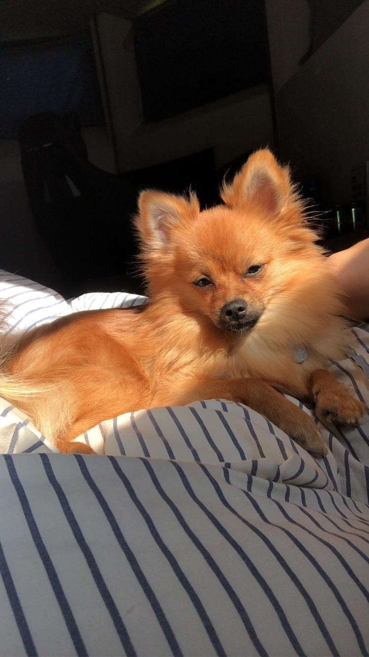 Pomeranian Noona billede 25