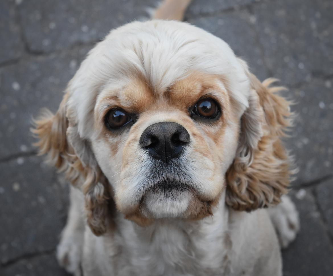 Amerikansk cocker spaniel Viggo Pedersen  billede 2