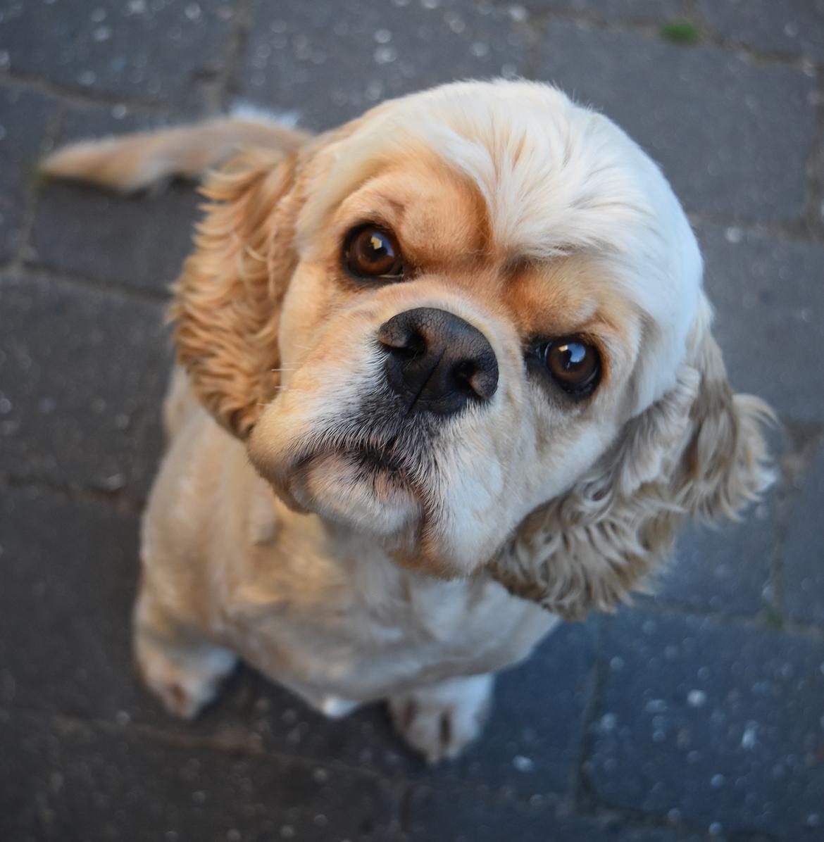 Amerikansk cocker spaniel Viggo Pedersen  billede 12