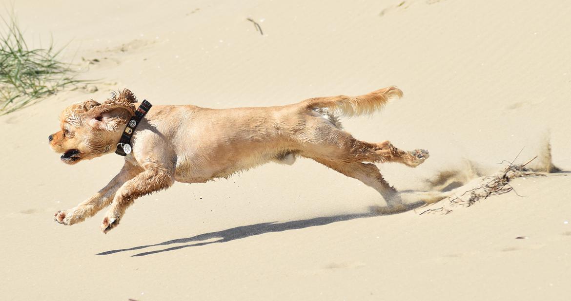 Amerikansk cocker spaniel Viggo Pedersen  billede 36