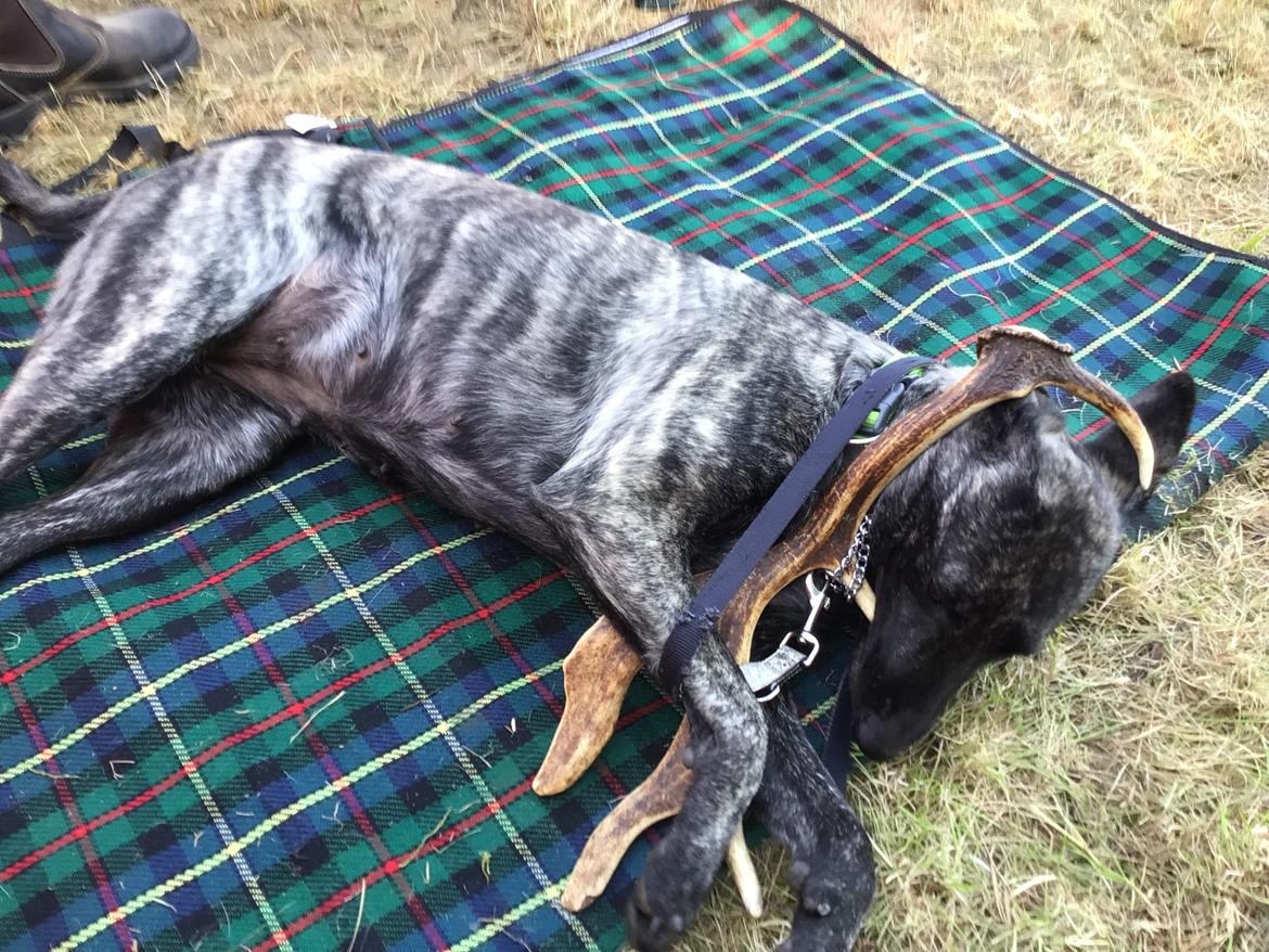 Hollandsk hyrdehund United Dutch Ka-Zia - Hund i fokus 2022 på Vildhelmsborg billede 10