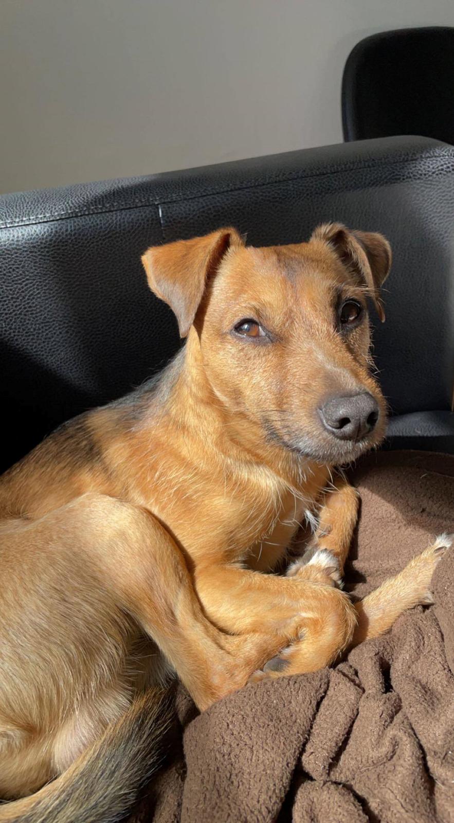 Blanding af racer Alfred billede 5