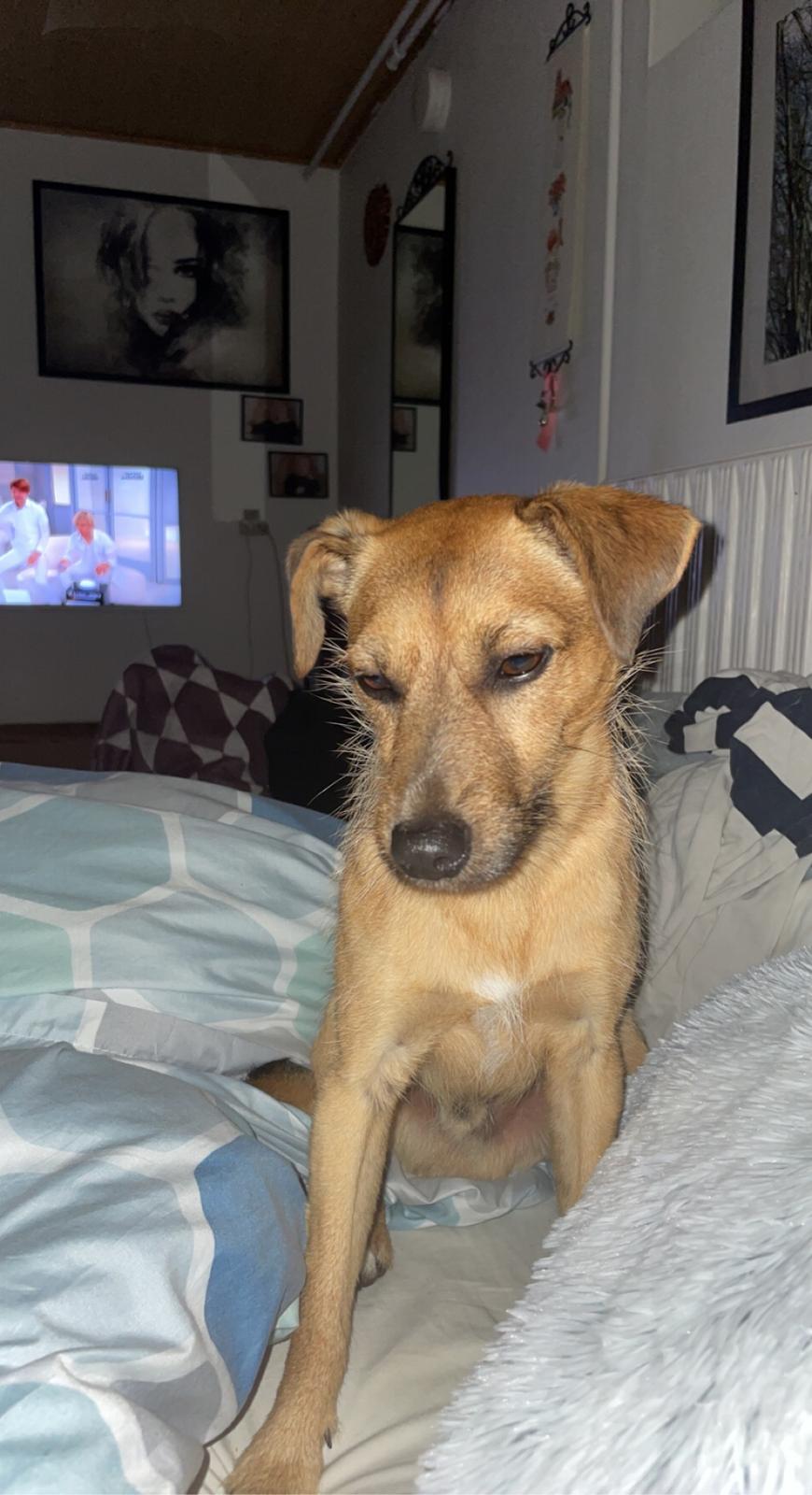 Blanding af racer Alfred billede 14