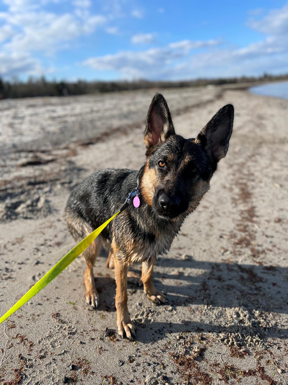 Schæferhund Amy billede 29