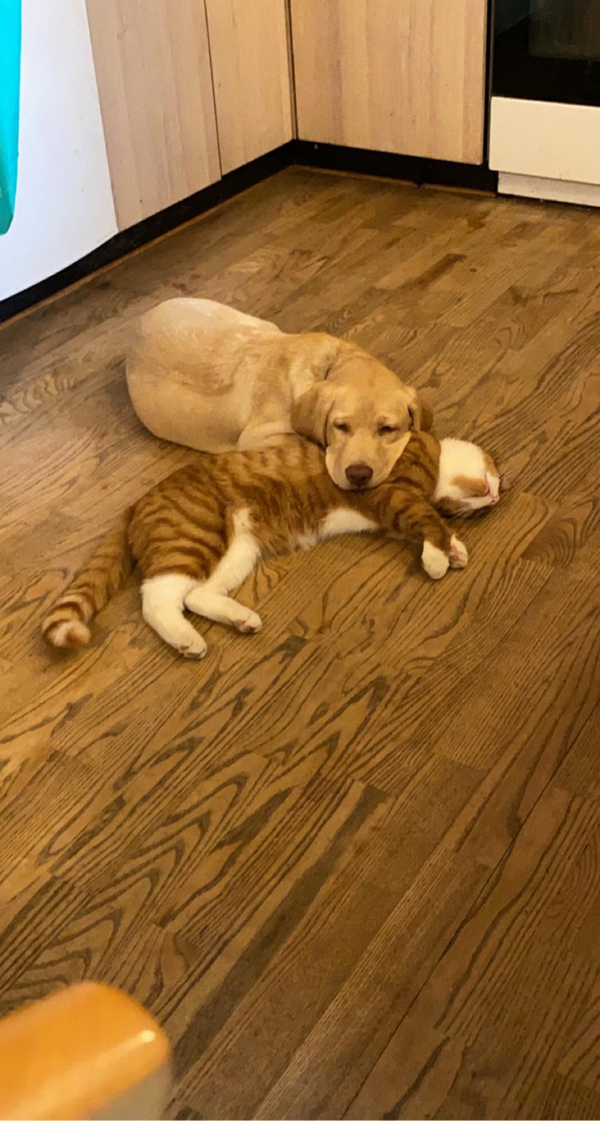 Labrador retriever Haulundgårds Bertil DK10766/2022 billede 15