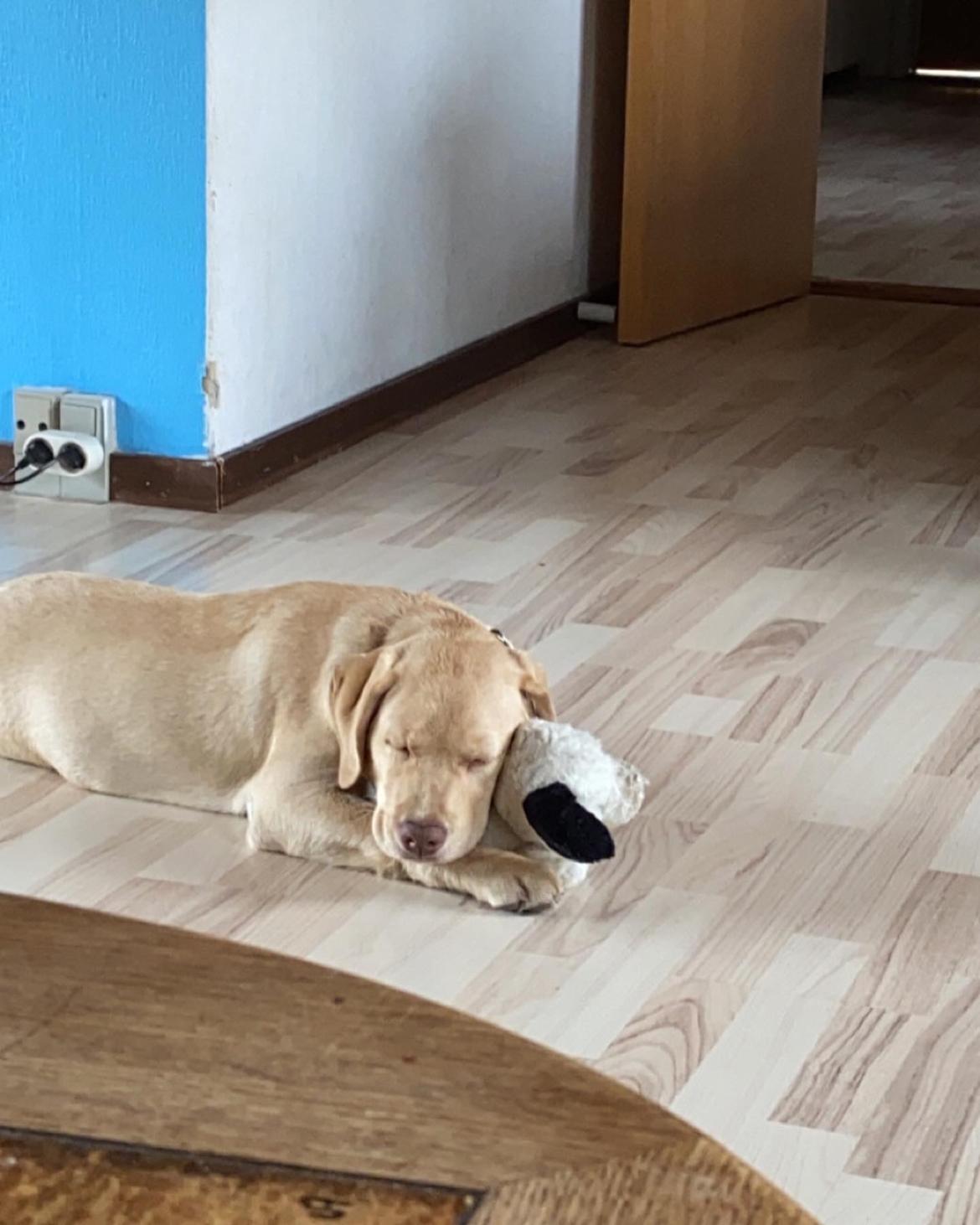 Labrador retriever Haulundgårds Bertil DK10766/2022 billede 16