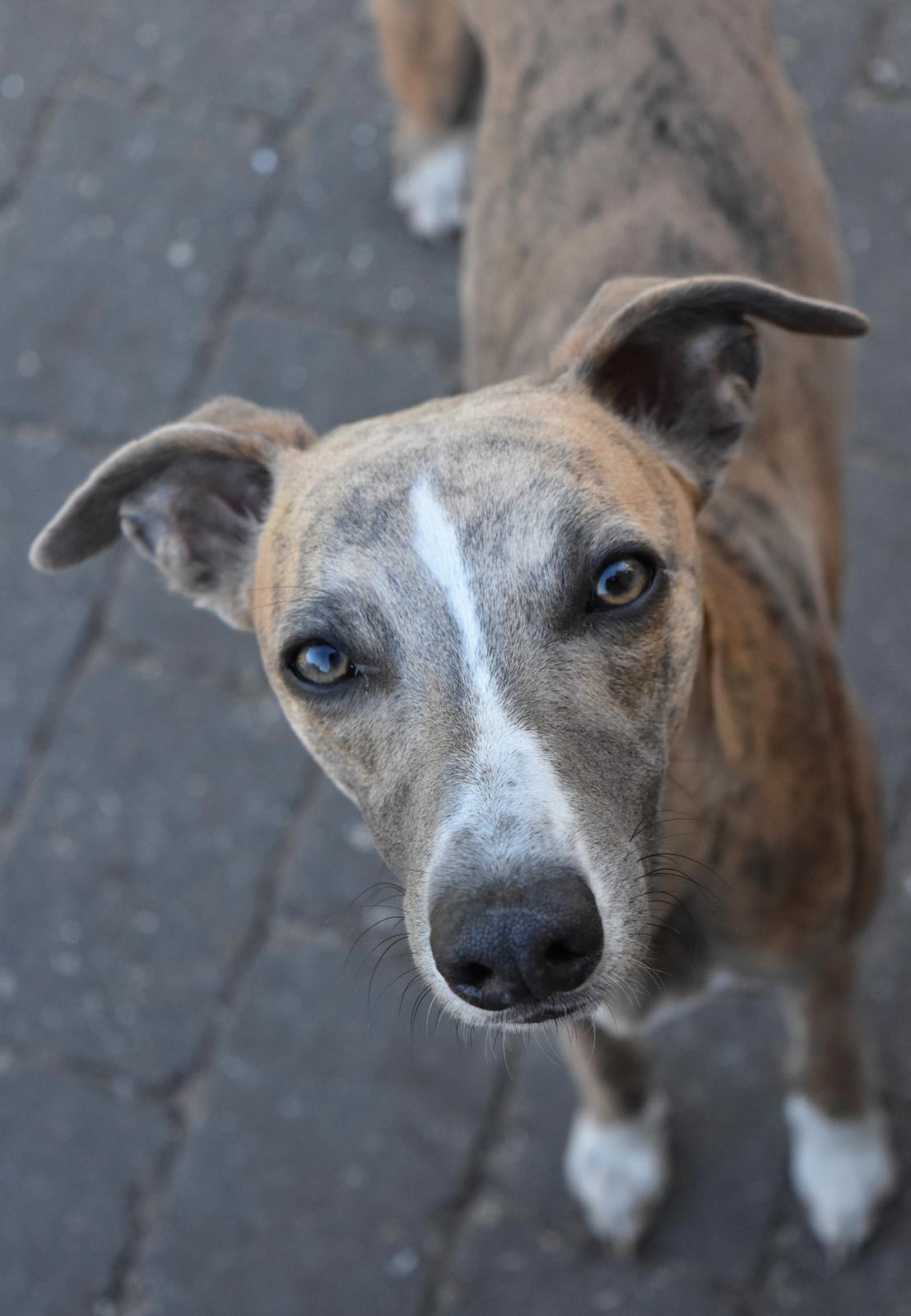 Whippet Falcon (Tanalorn Mr. Quade) billede 1