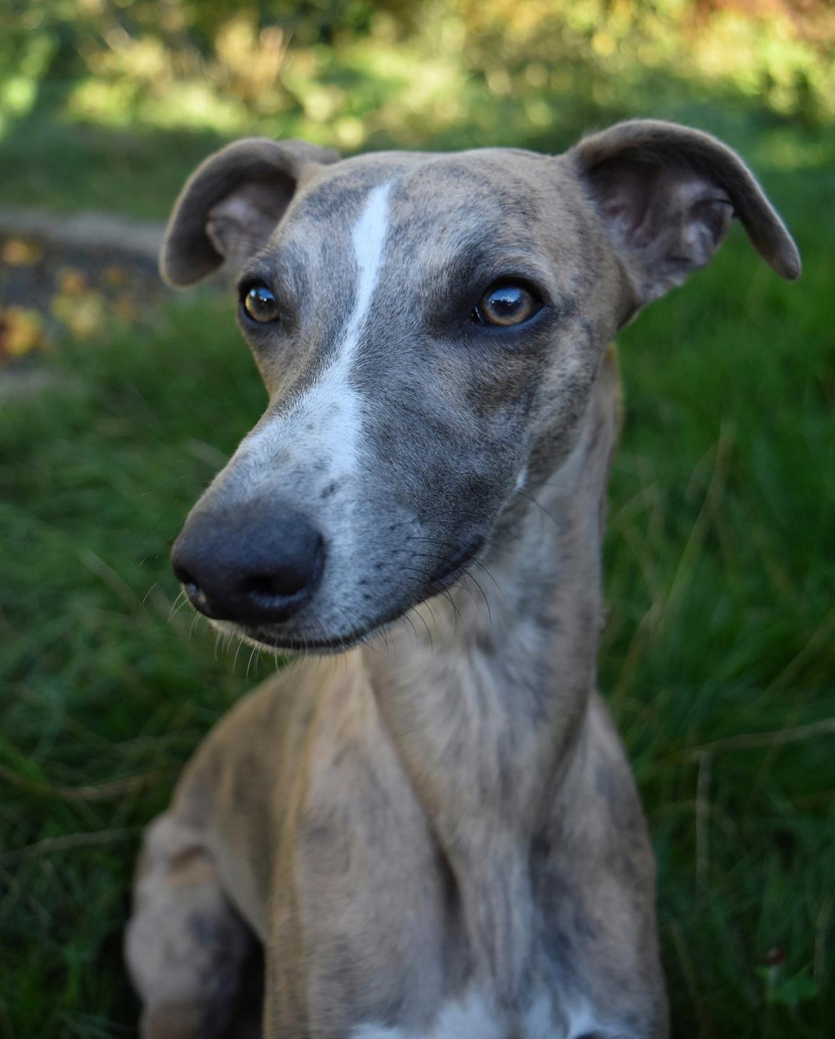 Whippet Falcon (Tanalorn Mr. Quade) billede 11