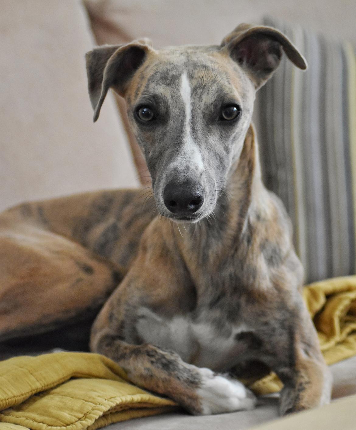 Whippet Falcon (Tanalorn Mr. Quade) billede 7