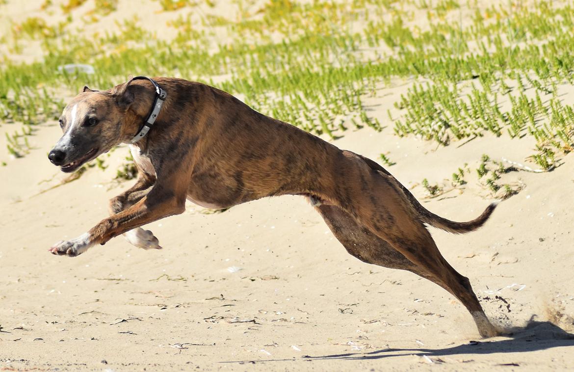 Whippet Falcon (Tanalorn Mr. Quade) billede 6