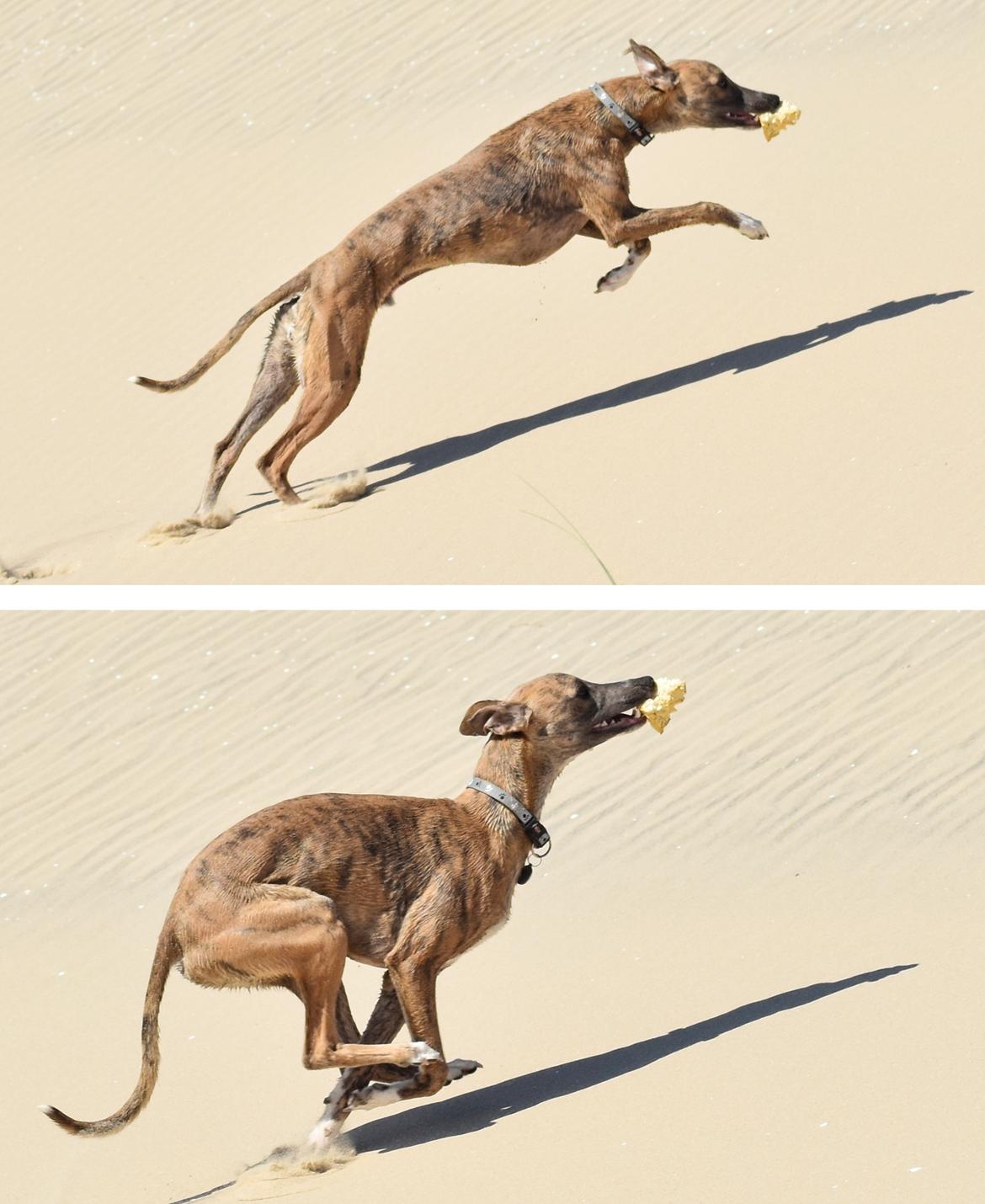 Whippet Falcon (Tanalorn Mr. Quade) billede 10