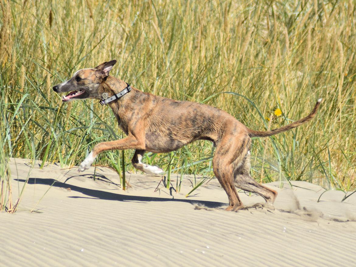 Whippet Falcon (Tanalorn Mr. Quade) billede 20