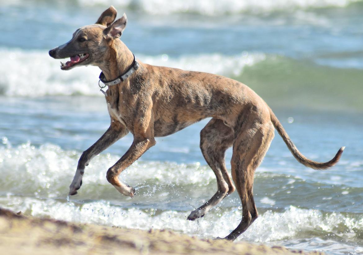 Whippet Falcon (Tanalorn Mr. Quade) billede 19