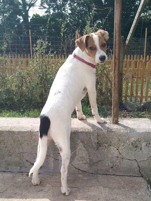 Dansk svensk gaardhund Ester billede 21