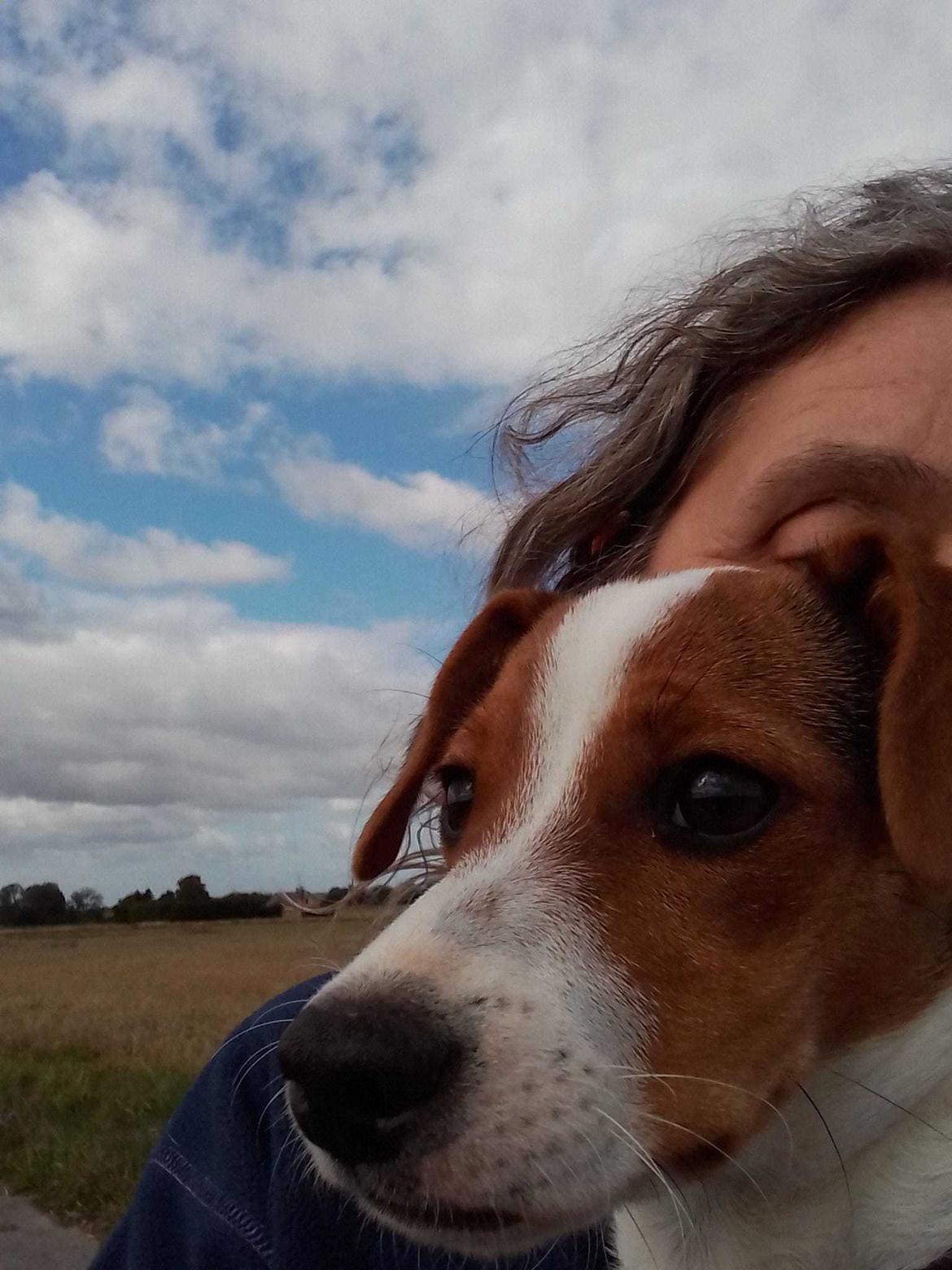 Dansk svensk gaardhund Ester billede 22