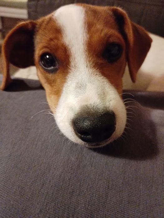 Dansk svensk gaardhund Ester billede 1