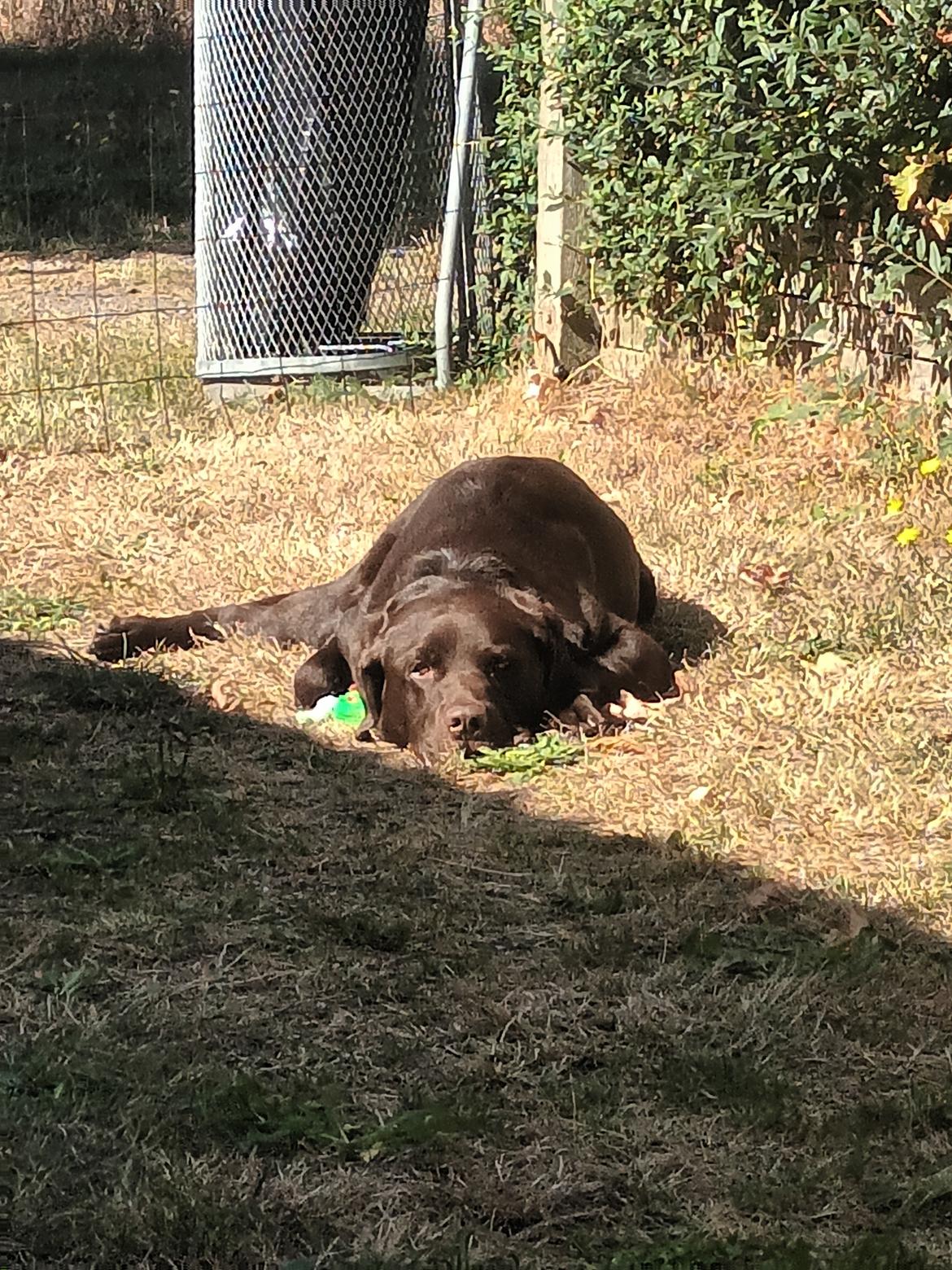 Labrador retriever Cody billede 14