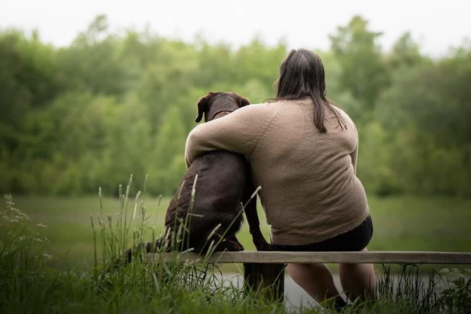 Labrador retriever Cody billede 30