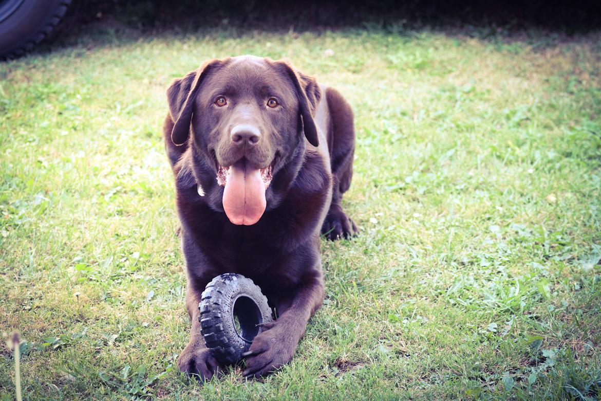 Labrador retriever Cody billede 20