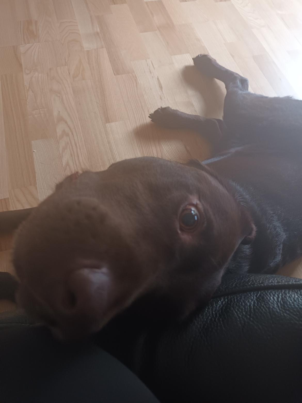 Labrador retriever Cody billede 39