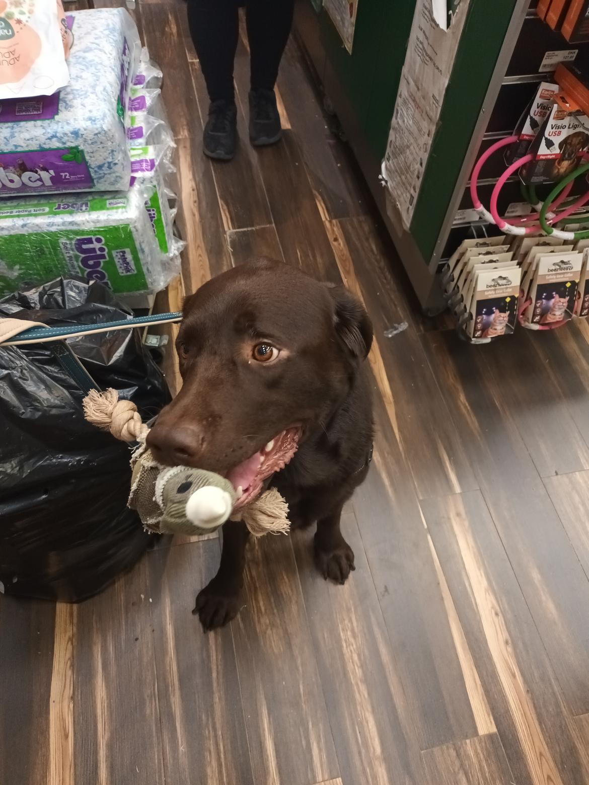 Labrador retriever Cody billede 28