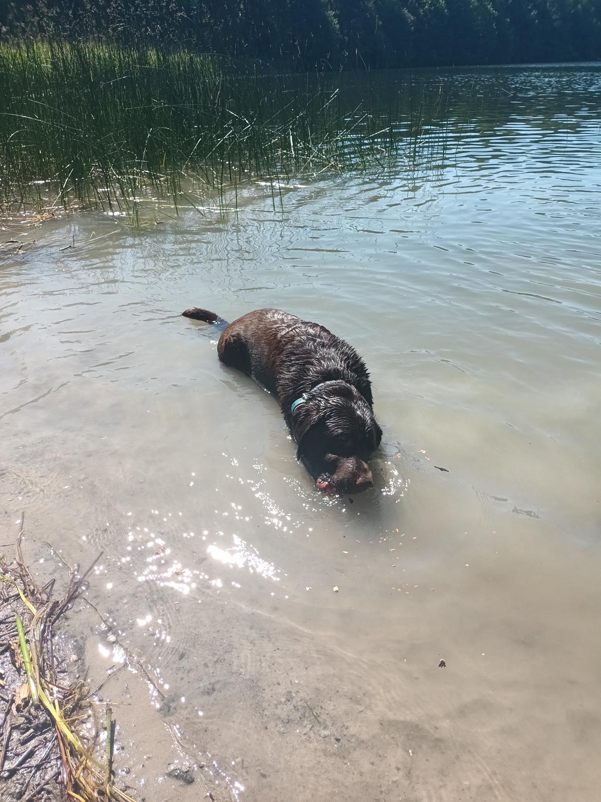 Labrador retriever Cody billede 26