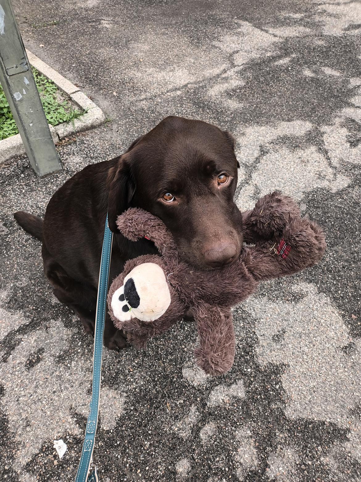 Labrador retriever Cody billede 27