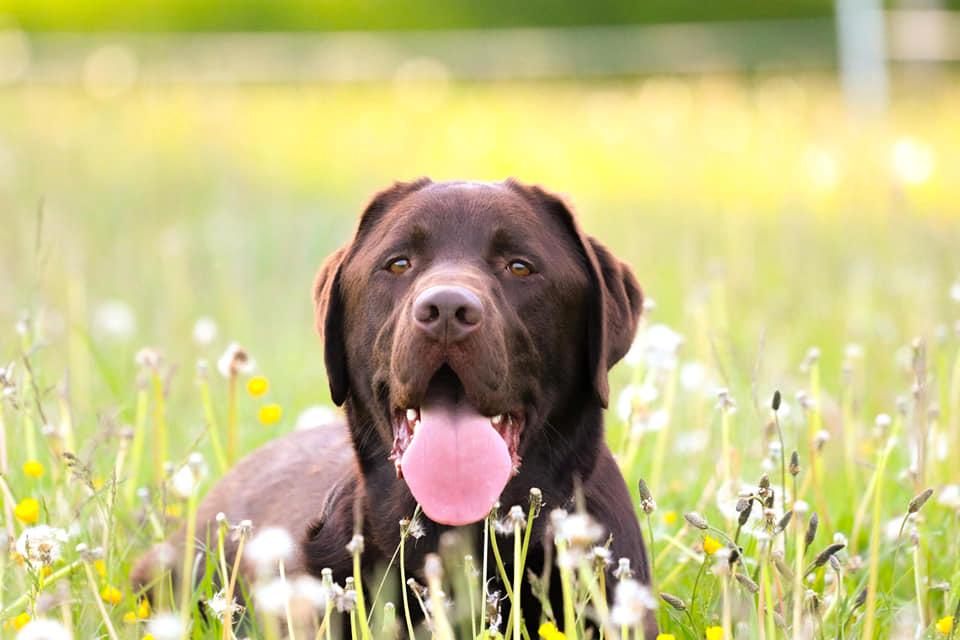 Labrador retriever Cody billede 12