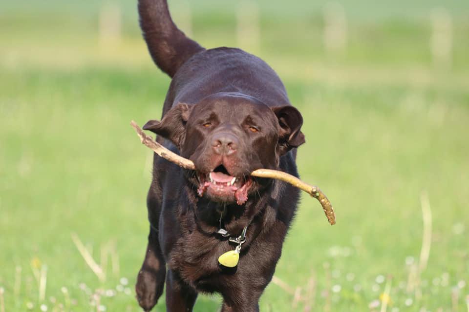 Labrador retriever Cody billede 22