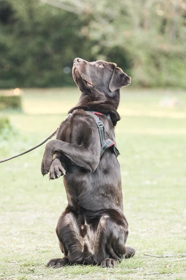 Labrador retriever Cody billede 4