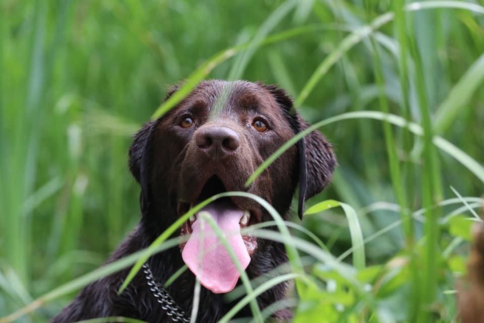 Labrador retriever Cody billede 29