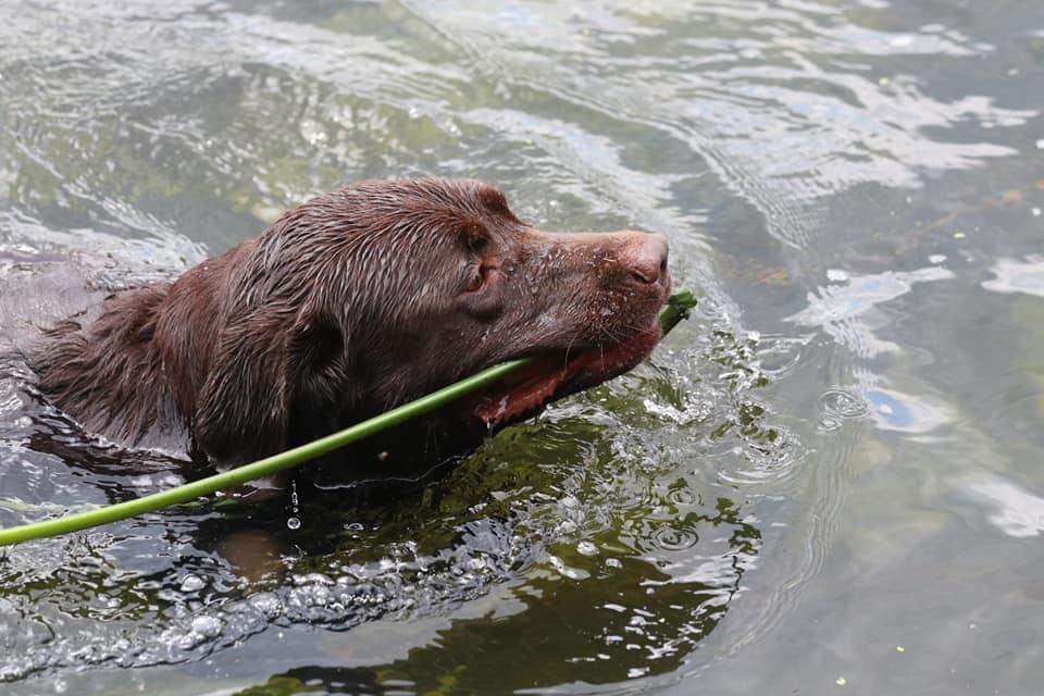 Labrador retriever Cody billede 15