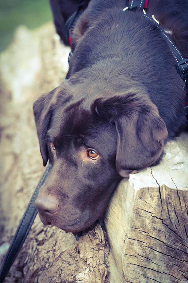 Labrador retriever Cody billede 43