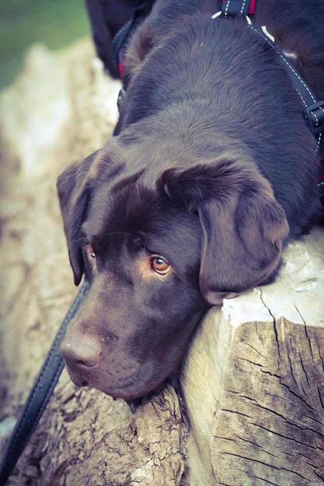 Labrador retriever Cody billede 28