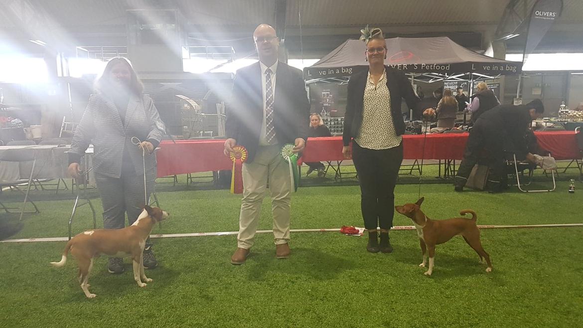 Rat Terrier Solgaards Buddy - Buddy & Jeg vinder Københavner Mesterskab 2022 billede 2