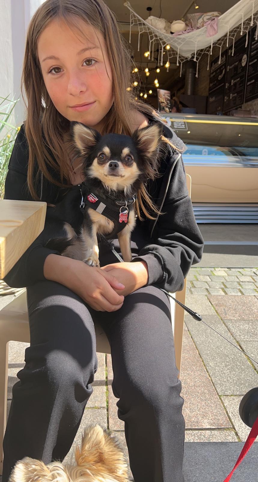 Chihuahua Luna billede 3