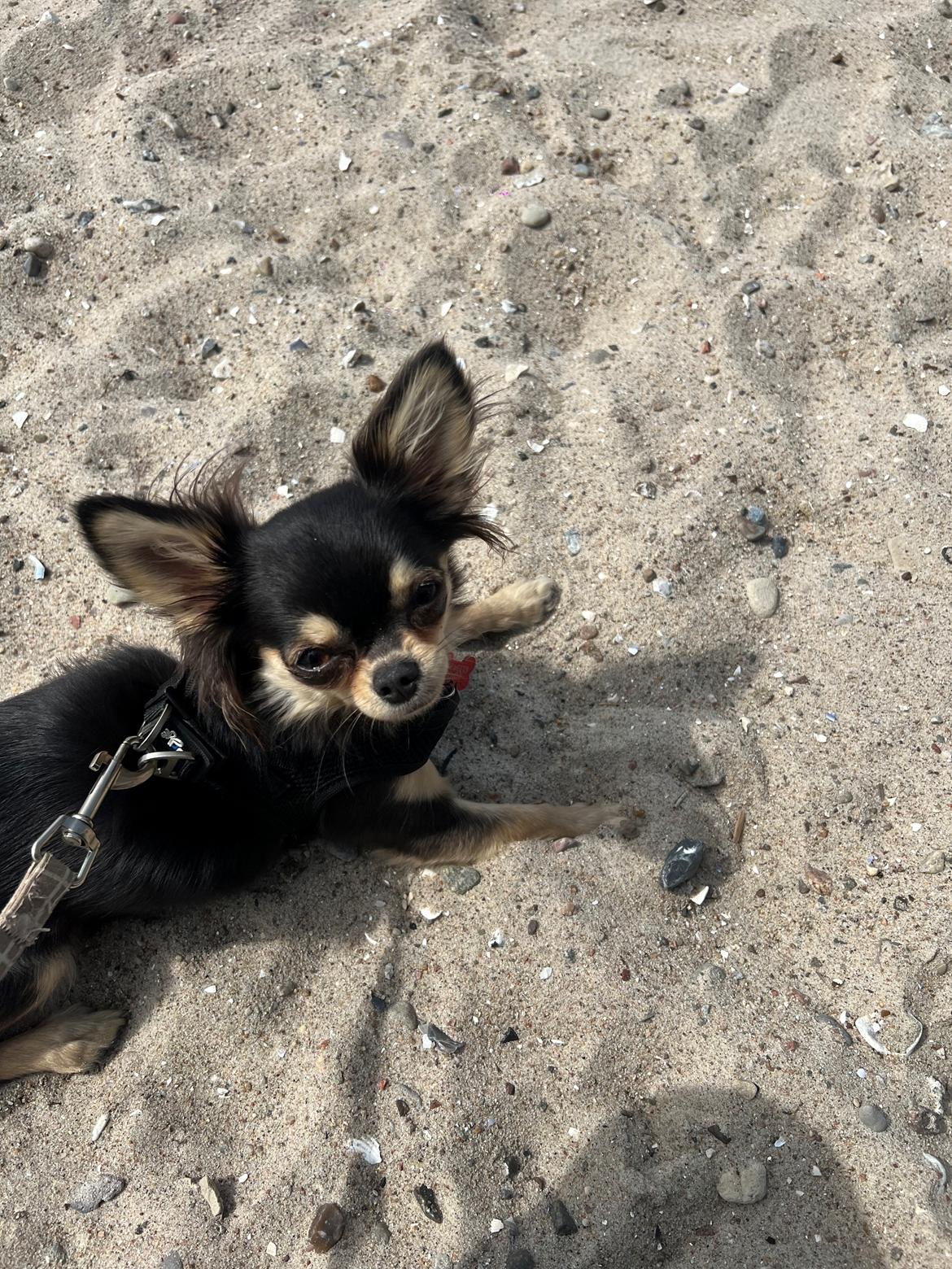 Chihuahua Luna billede 4