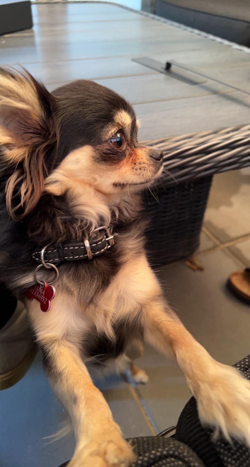 Chihuahua Luna billede 2