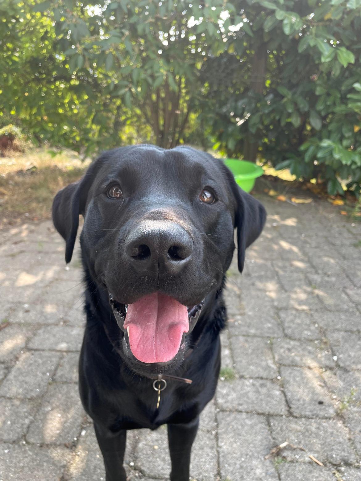 Labrador retriever Leo  billede 1