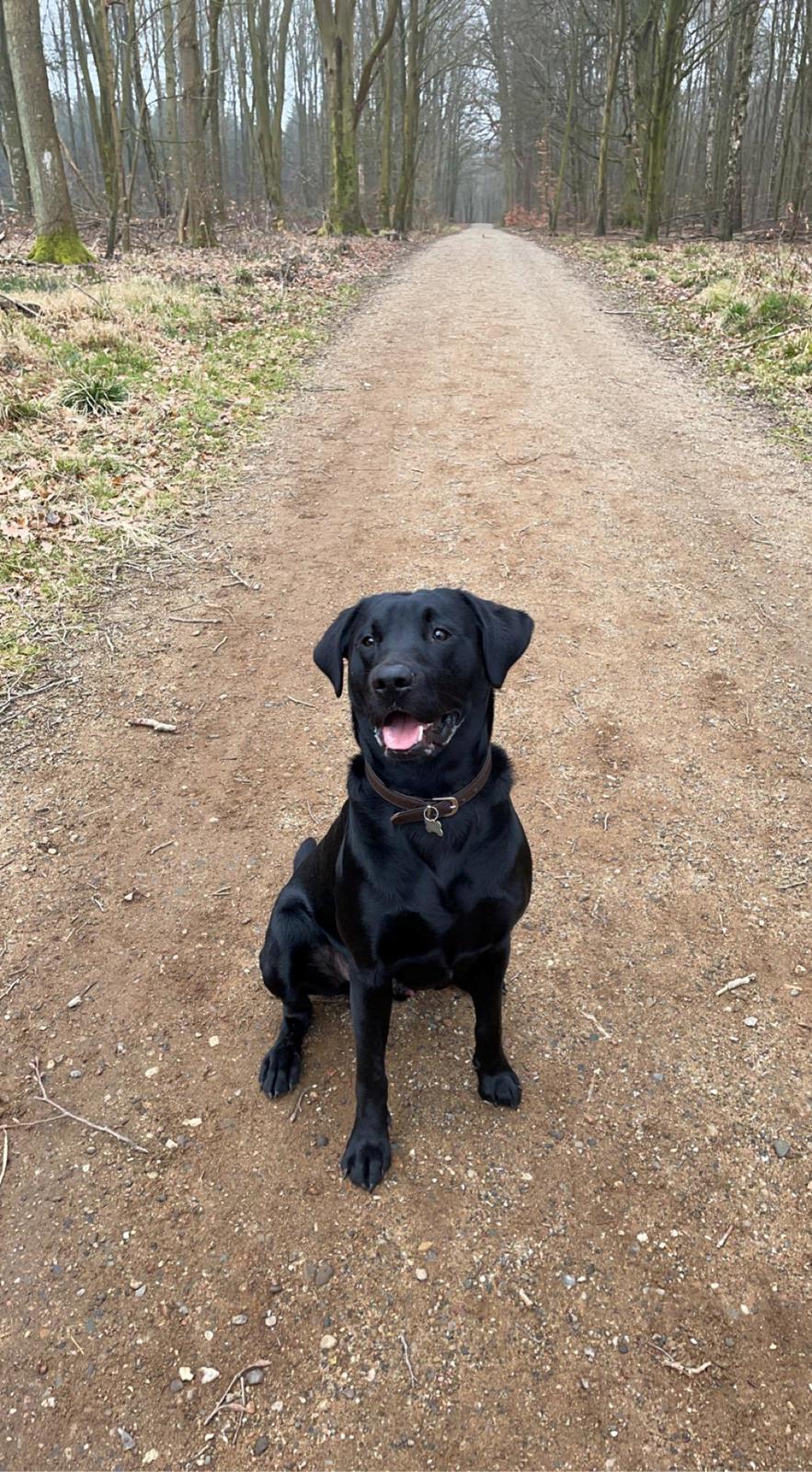 Labrador retriever Leo  billede 2