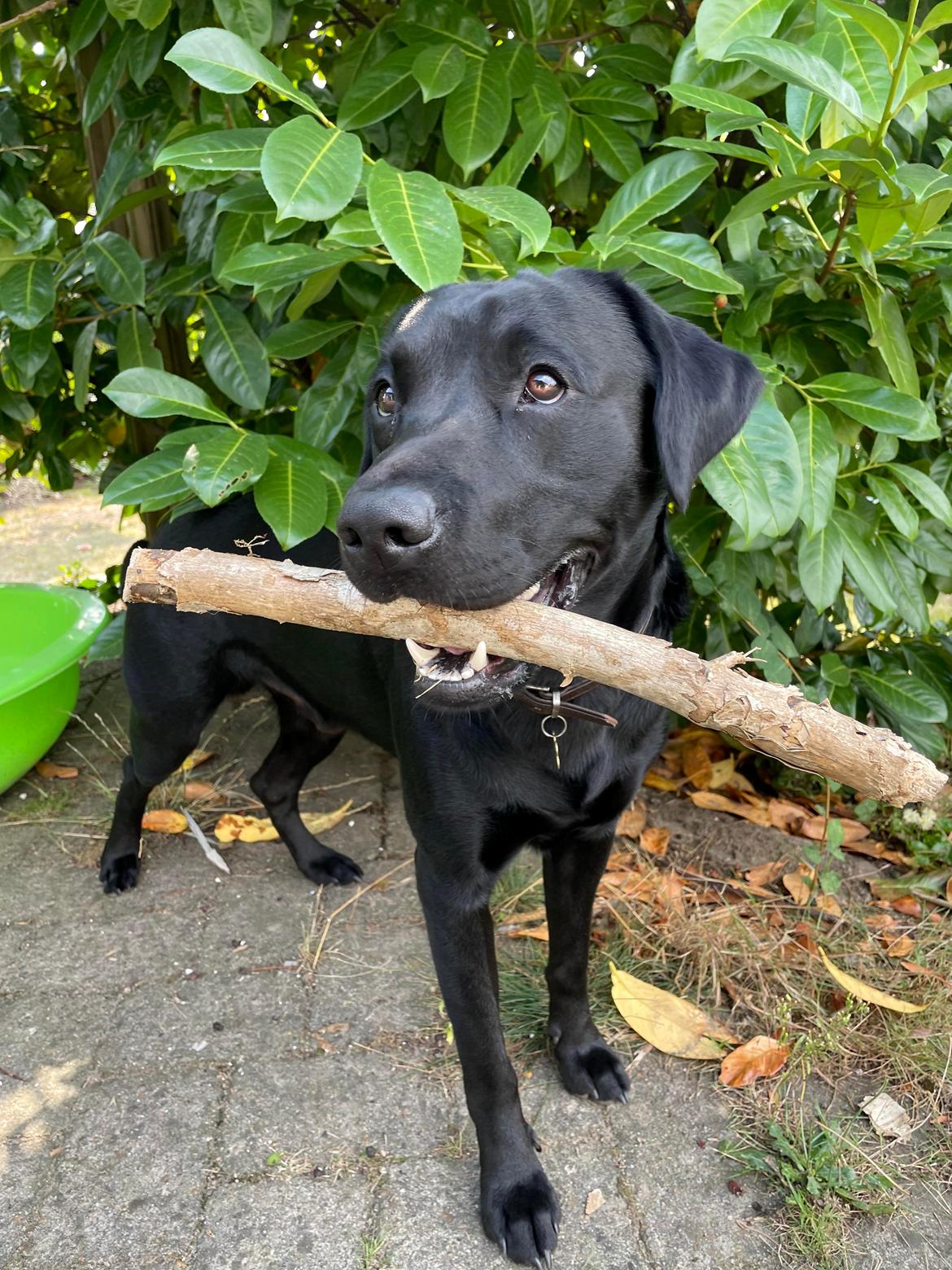 Labrador retriever Leo  billede 5