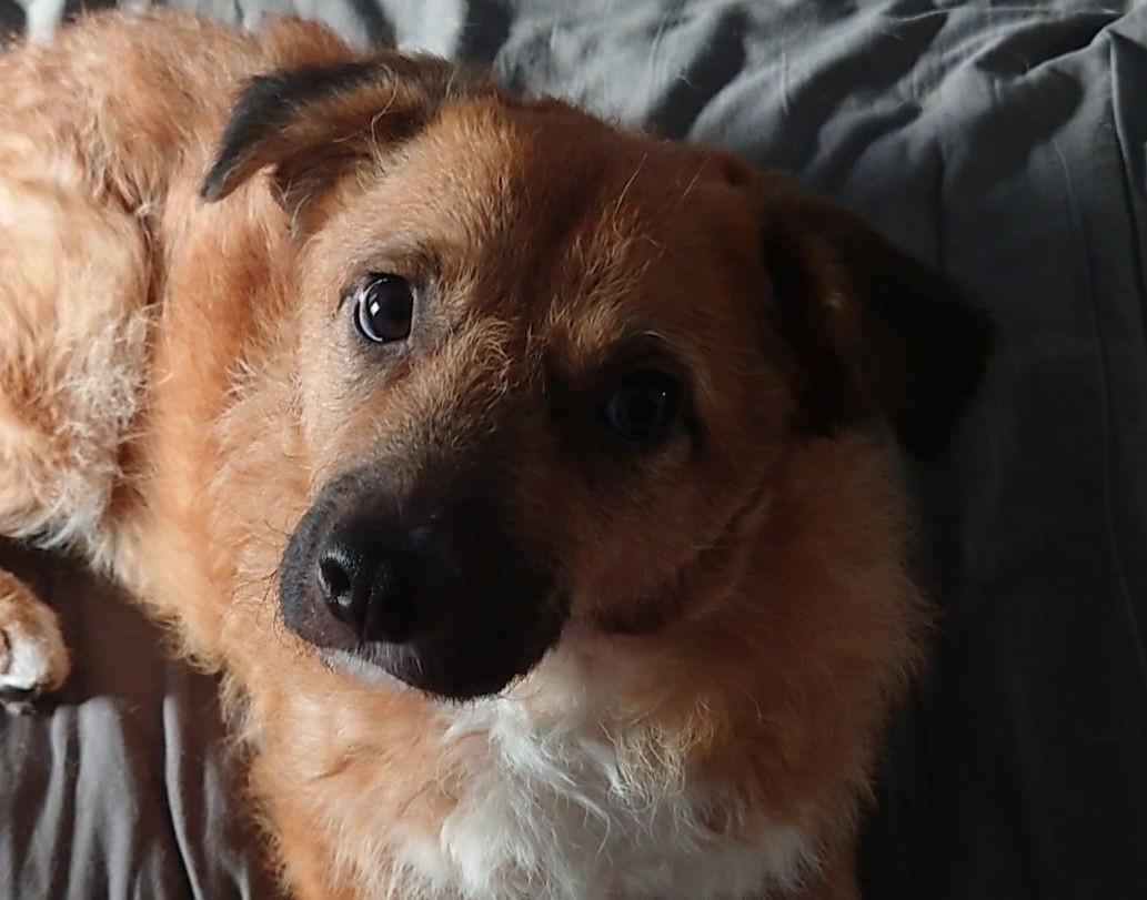 Blanding af racer Emina billede 1