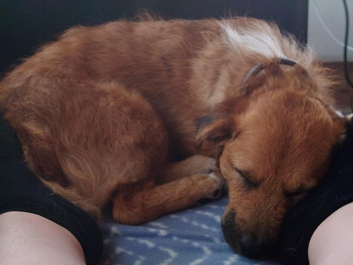 Blanding af racer Emina billede 2