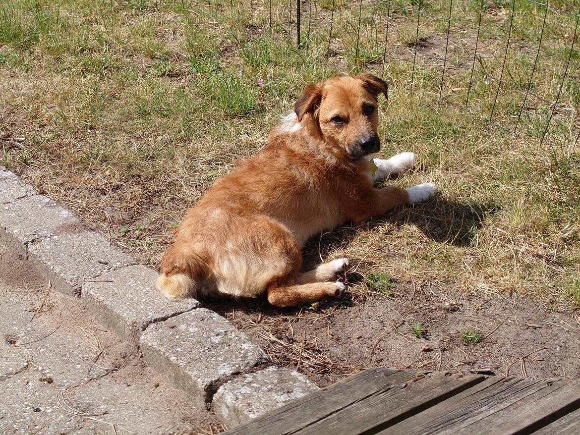 Blanding af racer Emina billede 4