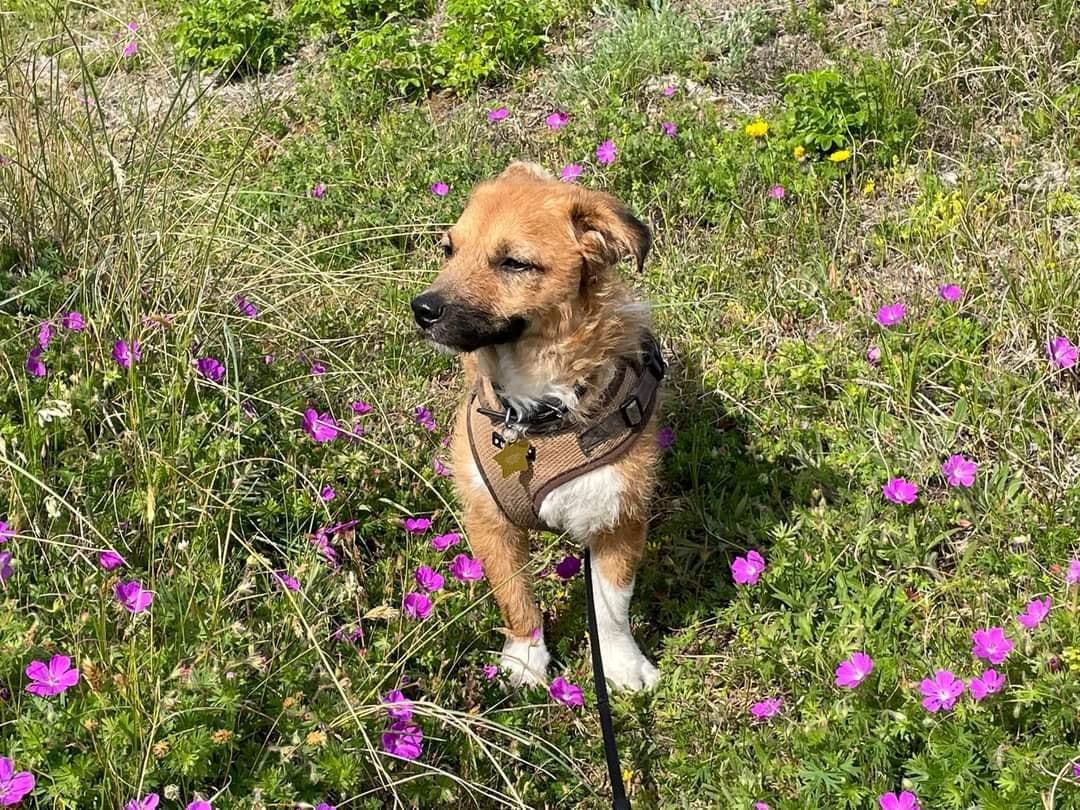 Blanding af racer Emina billede 5